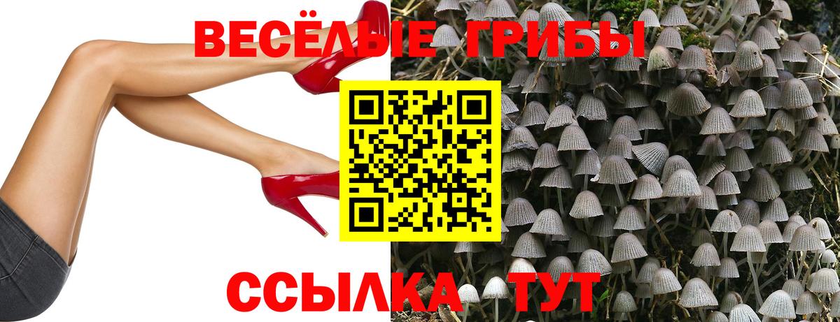 Кингисепп  Галлюциногенные грибы мицелий  Псилоцибиновые грибы GOLDEN TEACHER  хочу   Вход с VPN 